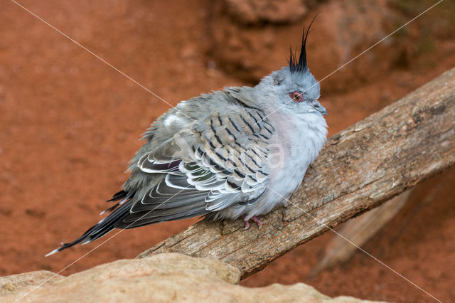 Australische kuifduif (Ocyphaps lophotes)