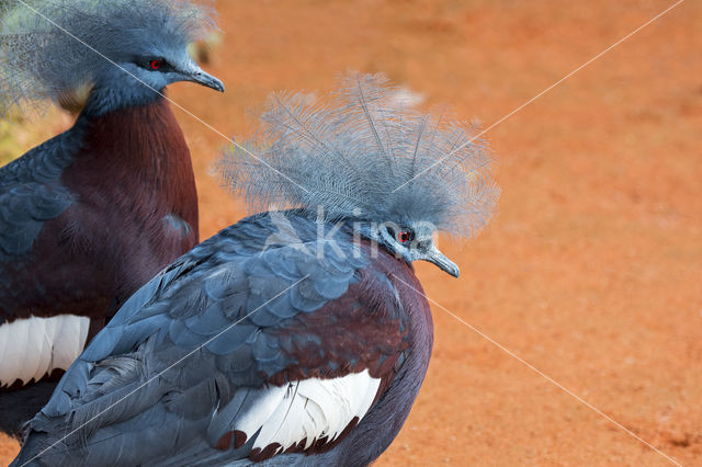 Southern Crowned-Pigeon (Goura scheepmakeri)