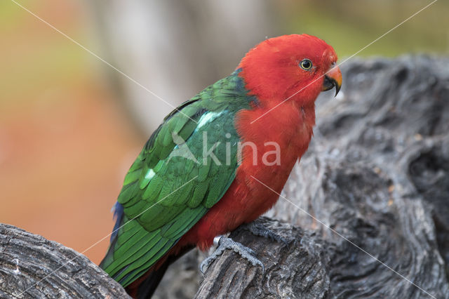 Australian King-Parrot (Alisterus scapularis)