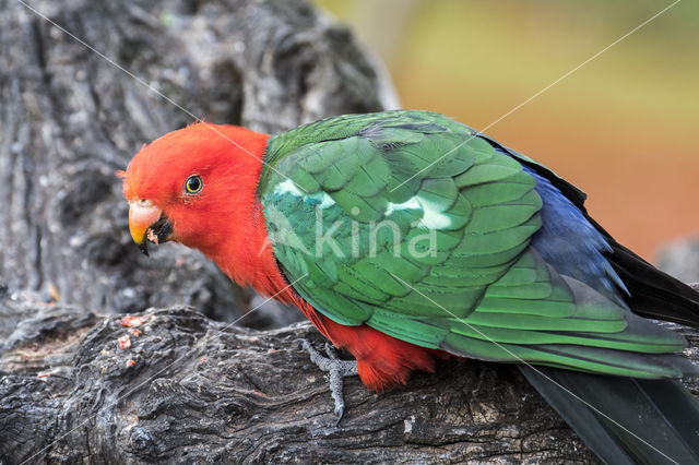 Australian King-Parrot (Alisterus scapularis)