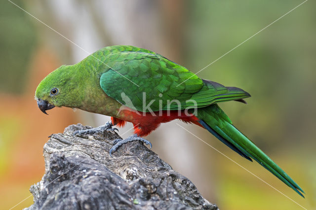 Australian King-Parrot (Alisterus scapularis)