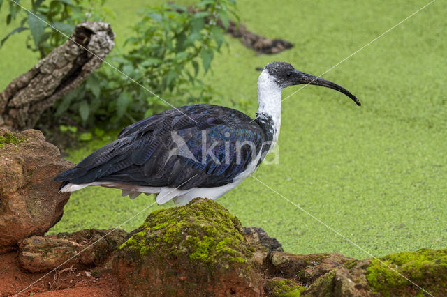 Straw-necked Ibis (Threskiornis spinicollis)