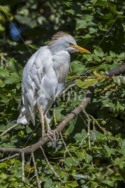 Cattle Egret (Bubulcus ibis)