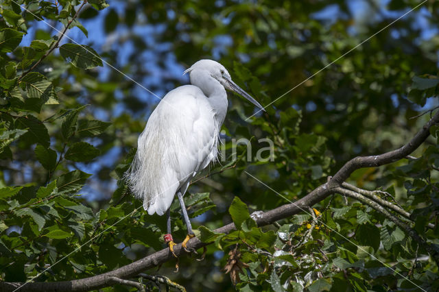 Kleine Zilverreiger (Egretta garzetta)