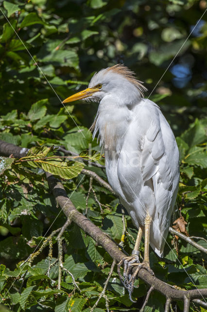 Cattle Egret (Bubulcus ibis)