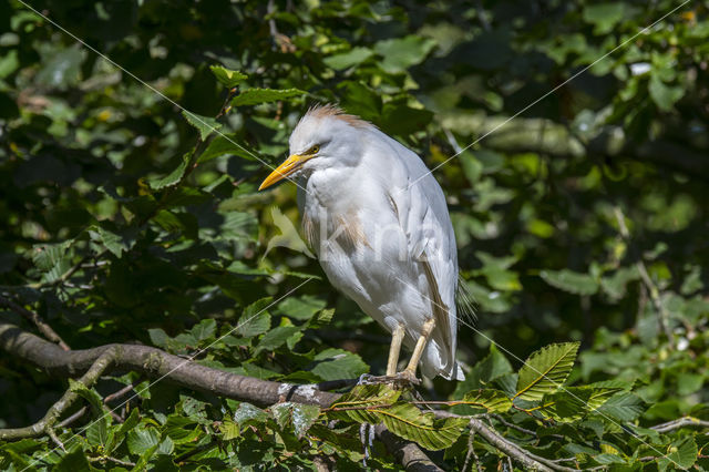 Koereiger (Bubulcus ibis)