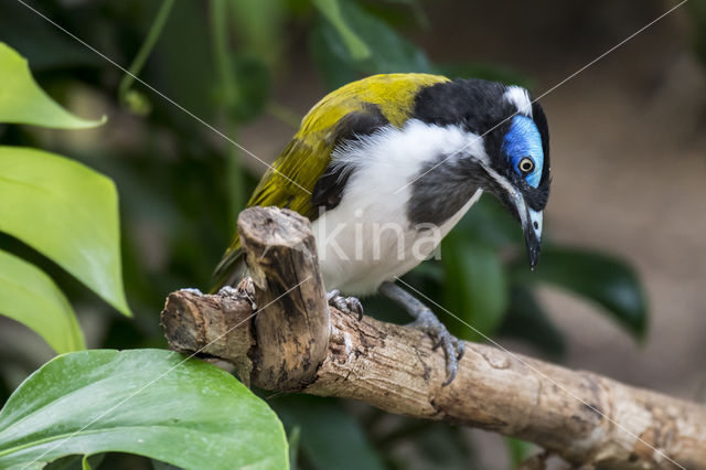 Blue-faced Honeyeater (Entomyzon cyanotis)