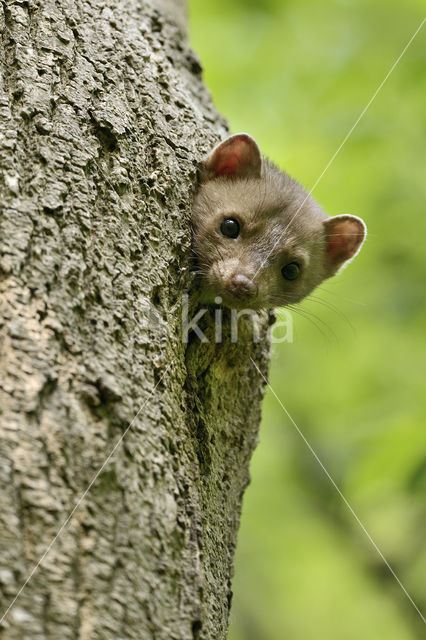 Beech Marten (Martes foina)