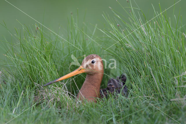 Grutto (Limosa limosa)