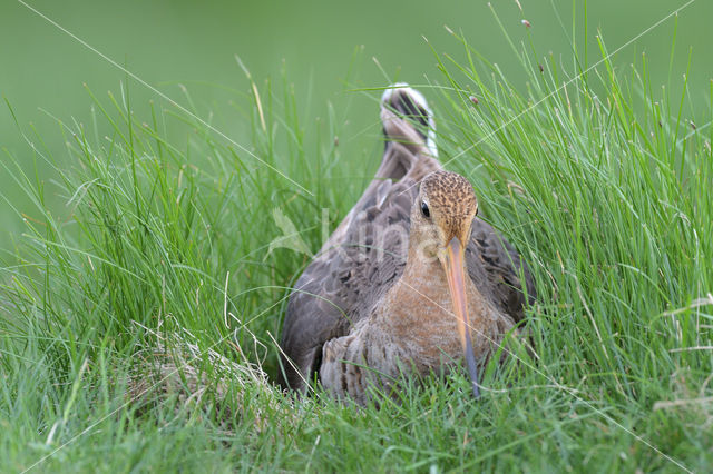 Black-tailed Godwit (Limosa limosa)