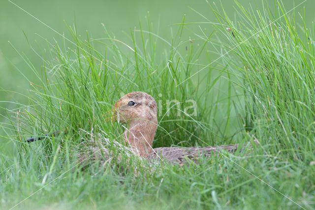 Black-tailed Godwit (Limosa limosa)