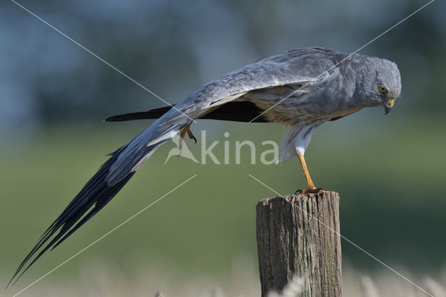 Montagu's Harrier (Circus pygargus)