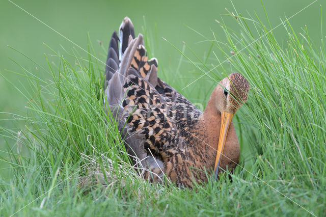 Grutto (Limosa limosa)