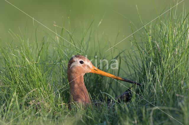 Grutto (Limosa limosa)