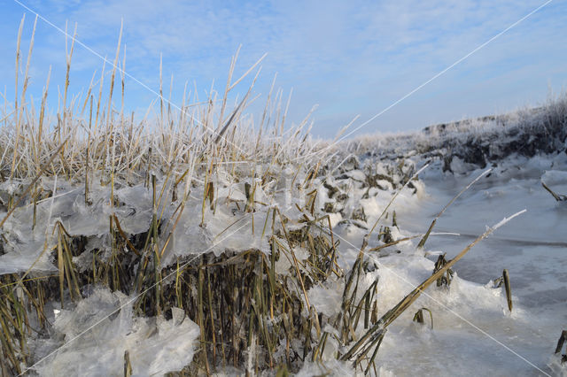 Sea Couch-grass (Elytrigia atherica)