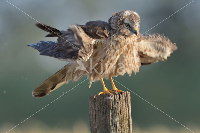 Montagu's Harrier (Circus pygargus)