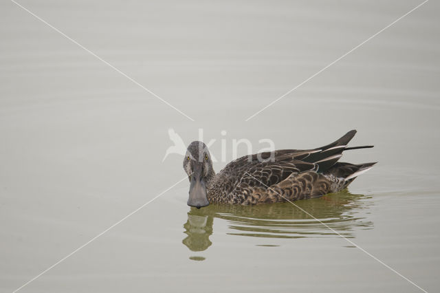 Northern Shoveler (Anas clypeata)