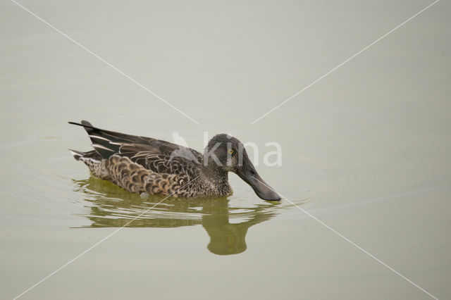 Slobeend (Anas clypeata)