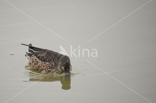 Northern Shoveler (Anas clypeata)