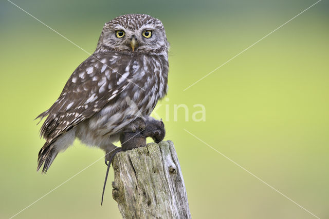 Little Owl (Athene noctua)