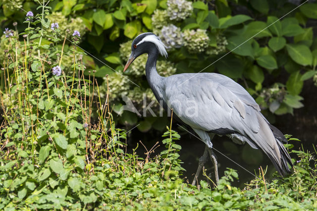 Demoiselle crane (Grus virgo)