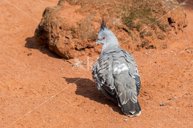 Australische kuifduif (Ocyphaps lophotes)