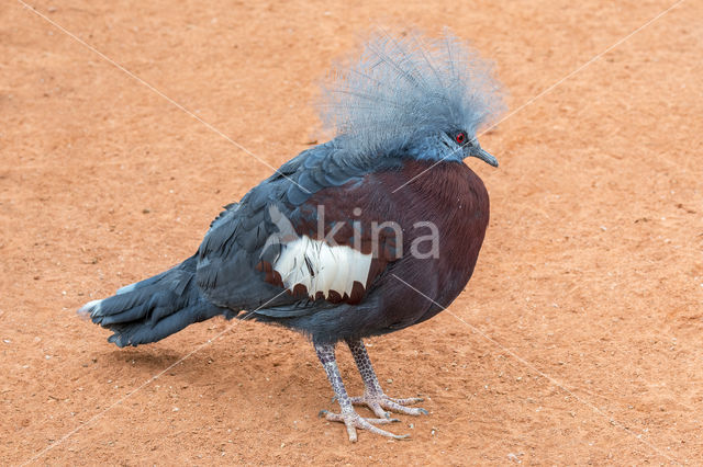 Southern Crowned-Pigeon (Goura scheepmakeri)