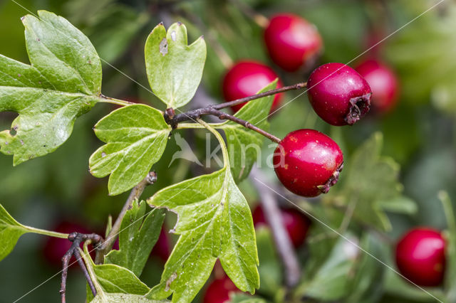 Eenstijlige meidoorn (Crataegus monogyna)