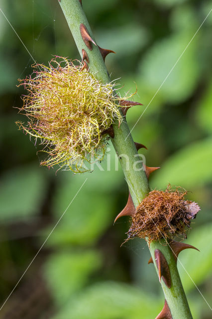 Galwesp (Diplolepis rosae)