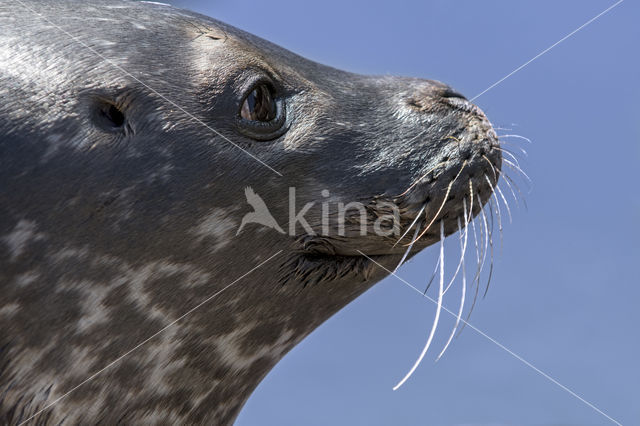 Common Seal (Phoca vitulina)