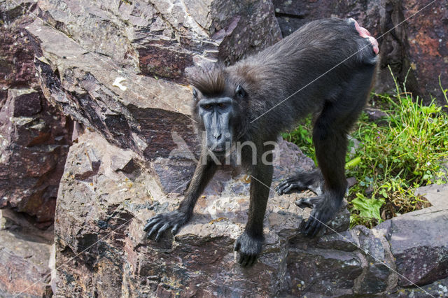 Zwarte makaak