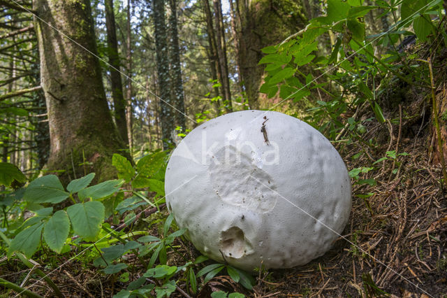 Giant Puffball (Langermannia gigantea)