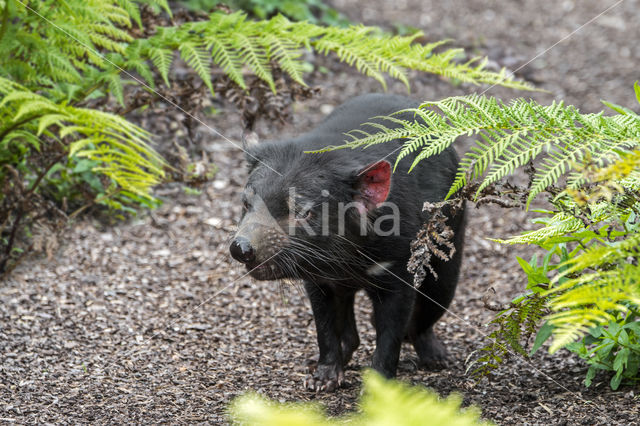 Tasmanian devil (Sarcophilus harrisii)