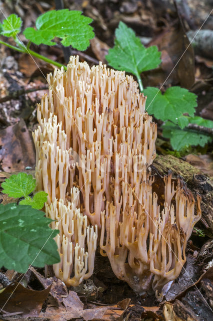 Upright coral (Ramaria stricta)