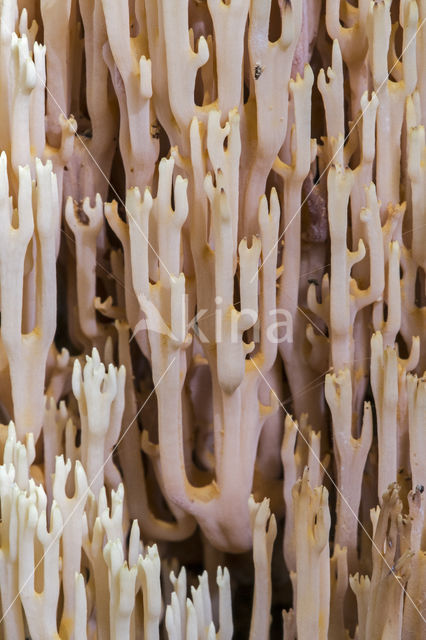 Upright coral (Ramaria stricta)