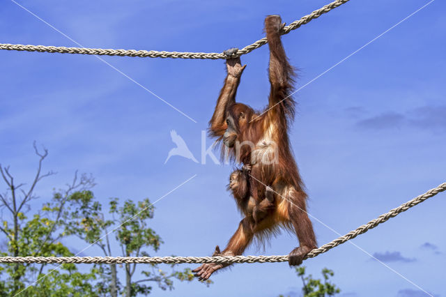 Sumatraanse Orang oetan (Pongo abelii)