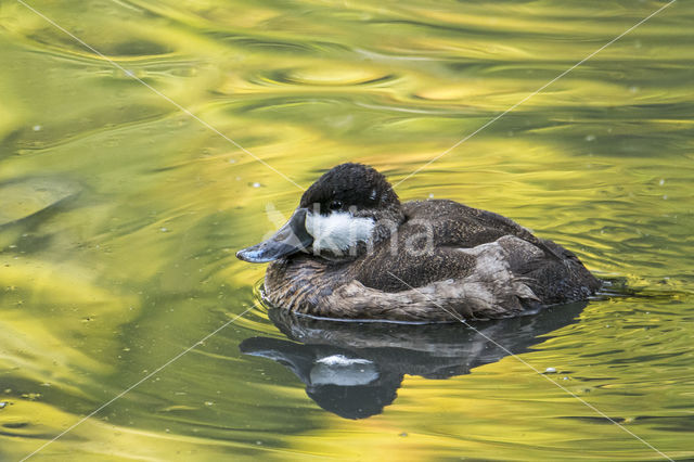 Ruddy Duck (Oxyura jamaicensis)