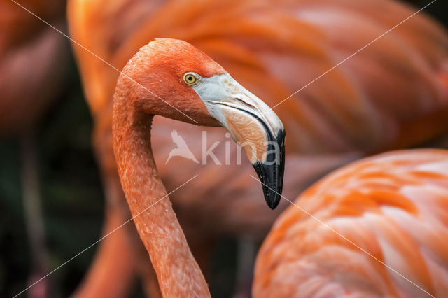 Caribbean Flamingo (Phoenicopterus ruber ruber)