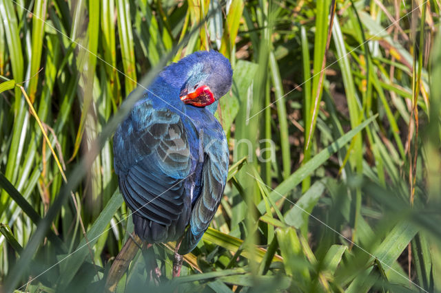 Purple Swamphen (Porphyrio porphyrio)