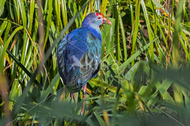 Purple Swamphen (Porphyrio porphyrio)