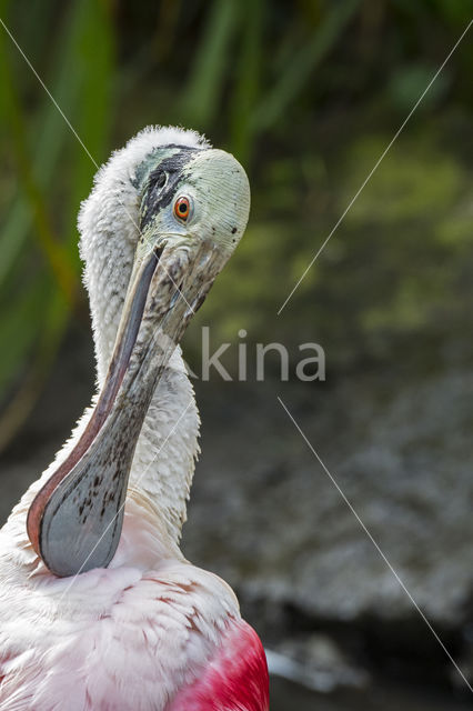 Roseate spoonbill (Platalea ajaja)