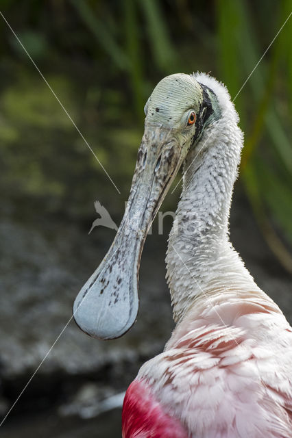 Roseate spoonbill (Platalea ajaja)