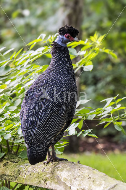 Crested Guineafowl (Guttera pucherani)