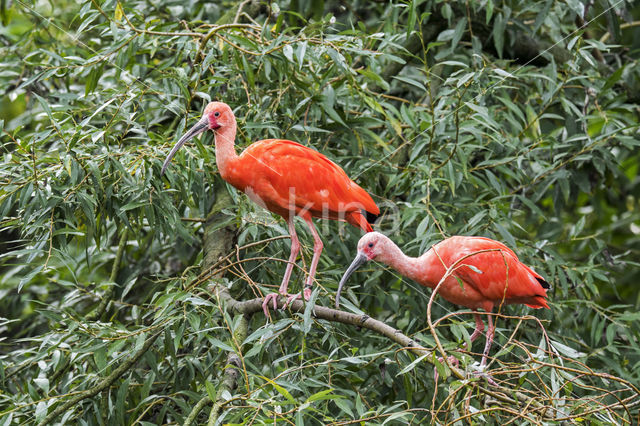 Rode Ibis (Eudocimus ruber)