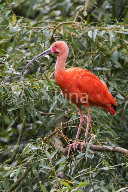 Rode Ibis (Eudocimus ruber)