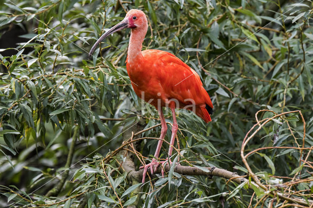 Rode Ibis (Eudocimus ruber)