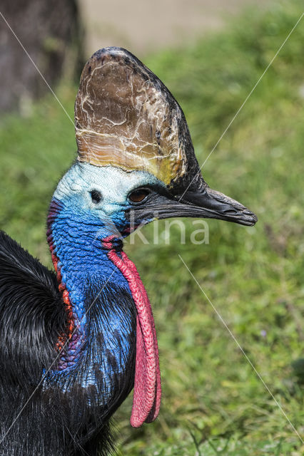 Australian cassowary