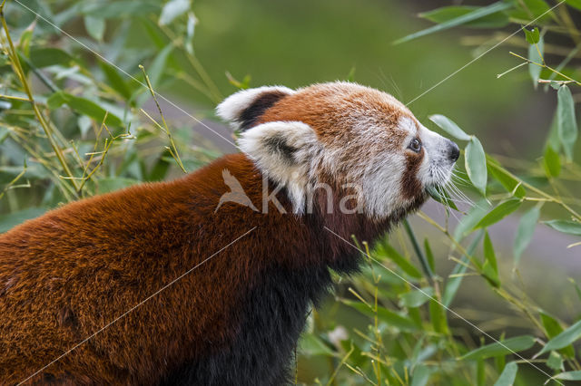 Red Panda (Ailurus fulgens)