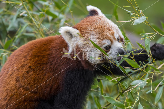 Kleine panda (Ailurus fulgens)