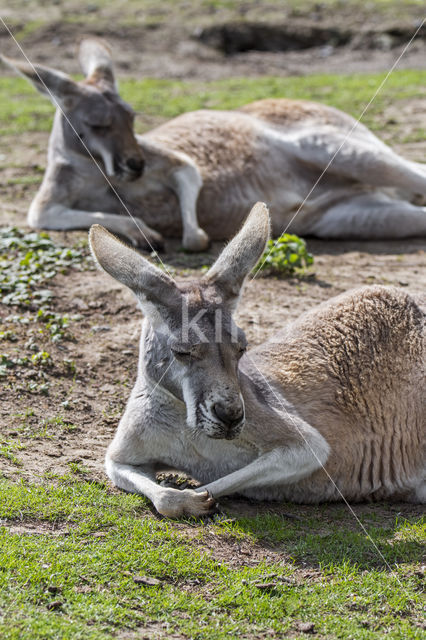 red kangaroo (Macropus rufus)